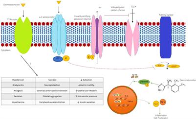 Dexmedetomidine Improves Cardiovascular and Ventilatory Outcomes in Critically Ill Patients: Basic and Clinical Approaches